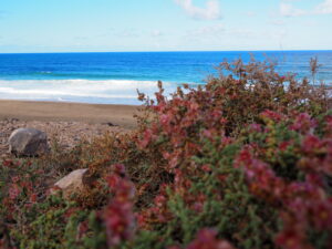 Strand in Fuerteventura