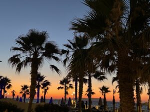 Palmen in Kreta