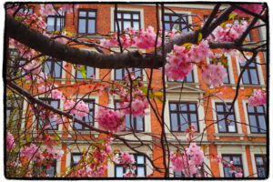 Kopenhagen Kirschblüten