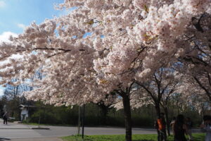 Kirschbäume in Kopenhagen